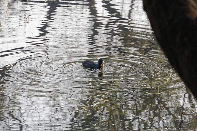 Keoladeo national park-089